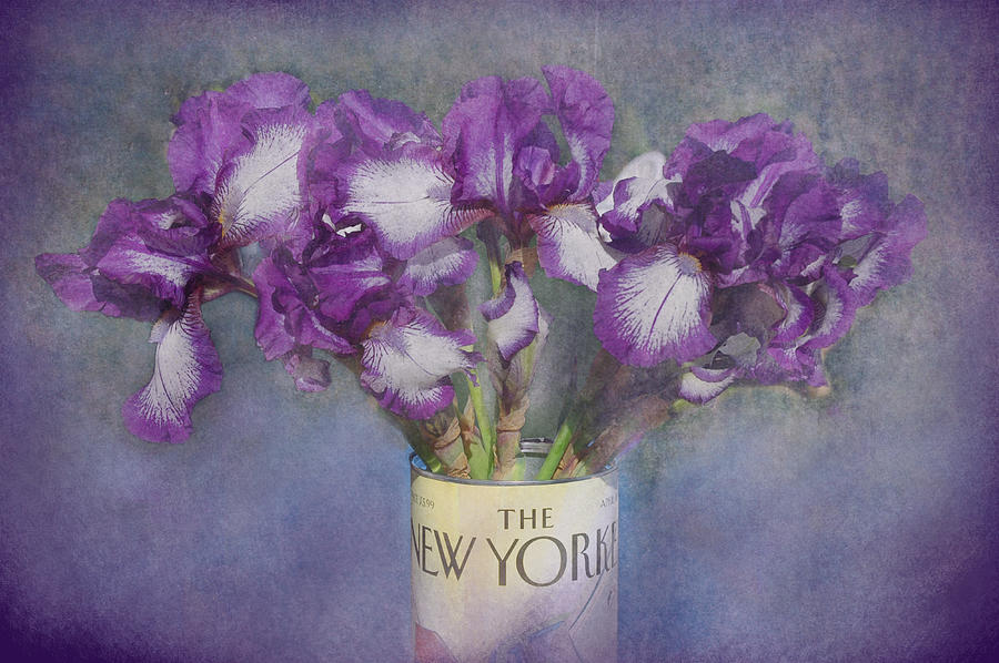 Iris in the New Yorker Photograph by Jeff Burgess