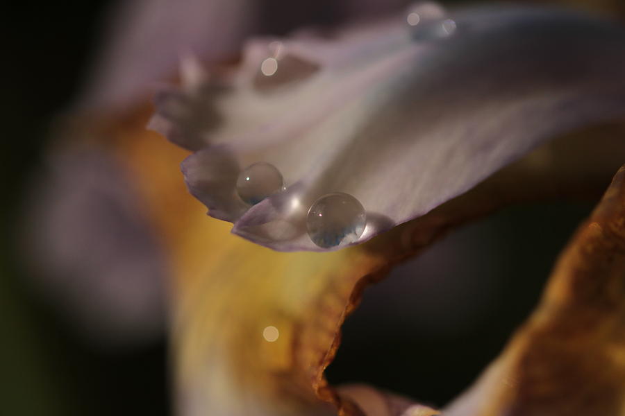 Iris Photograph - Iris In The Rain by Connie Handscomb