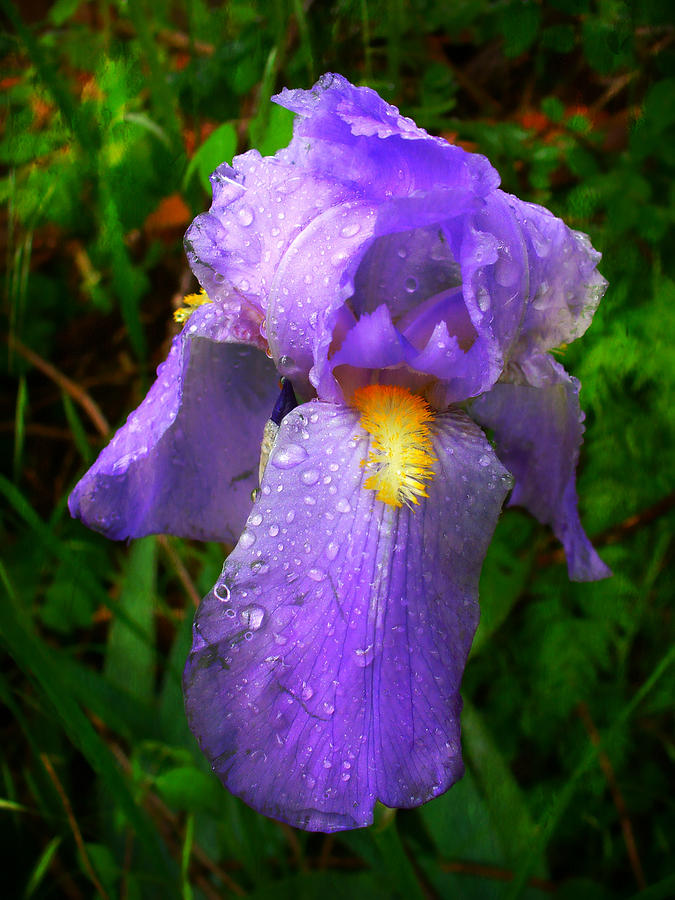Iris In The Rain Photograph by Deena Stoddard