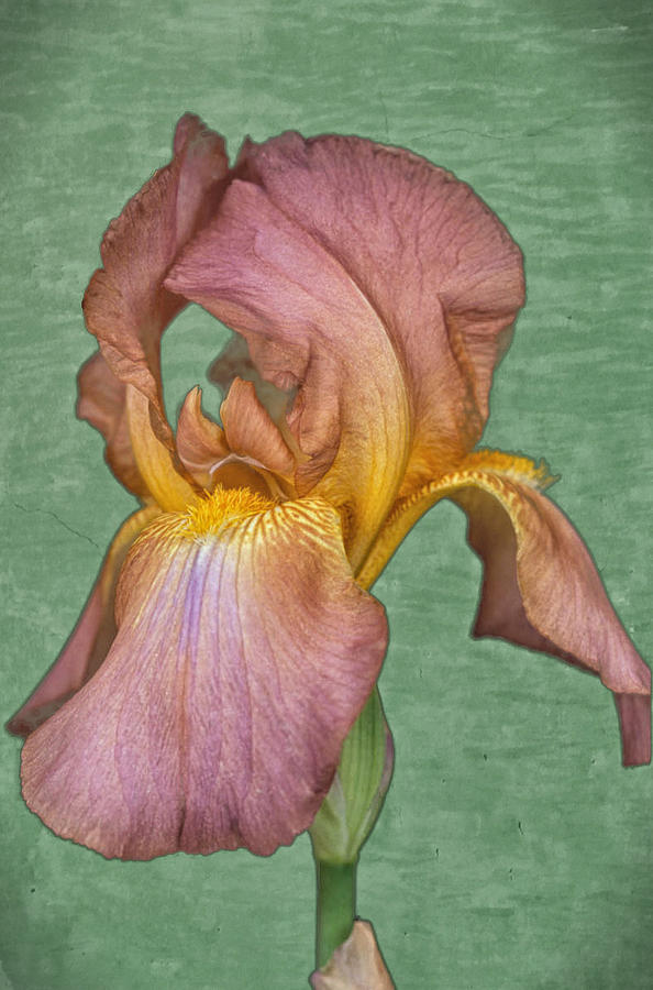Iris Photograph - Iris in Watercolor by Keith Gondron