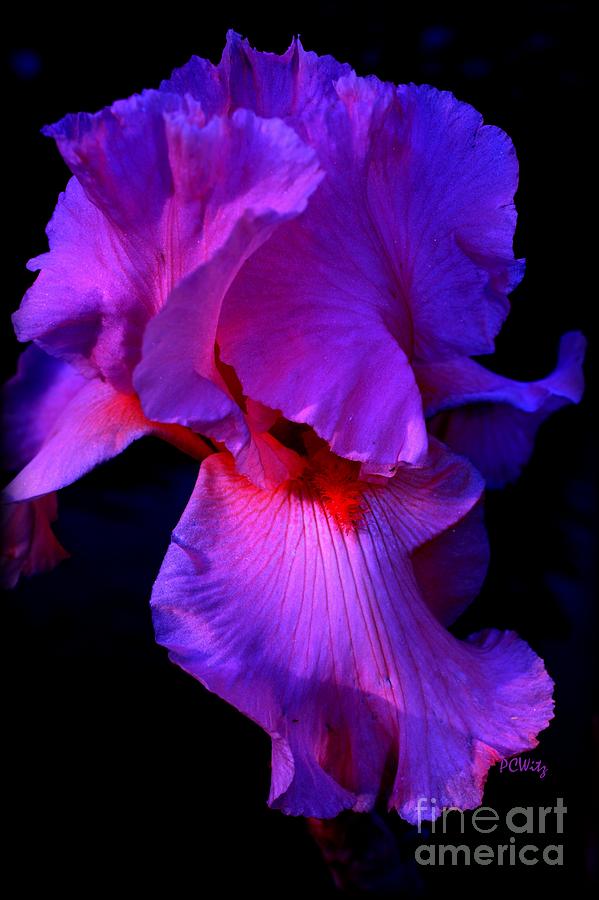 Iris Intensity Photograph by Patrick Witz