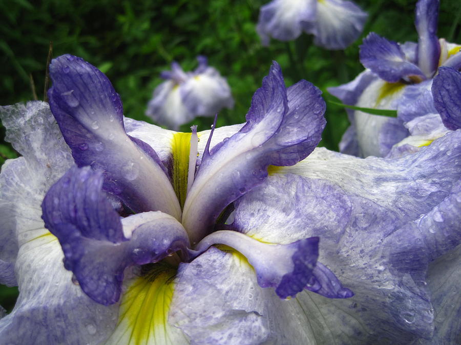 Flower Photograph - Iris by Jennifer Randall