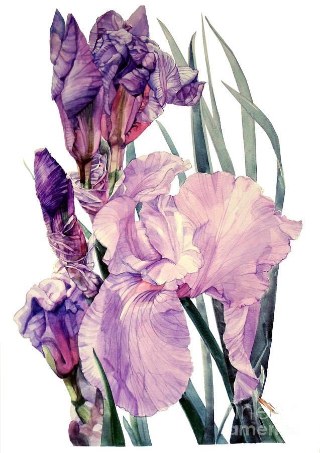 Watercolor of an elegant Tall Bearded Iris in pink and purple I call Iris Joan Sutherland Painting by Greta Corens