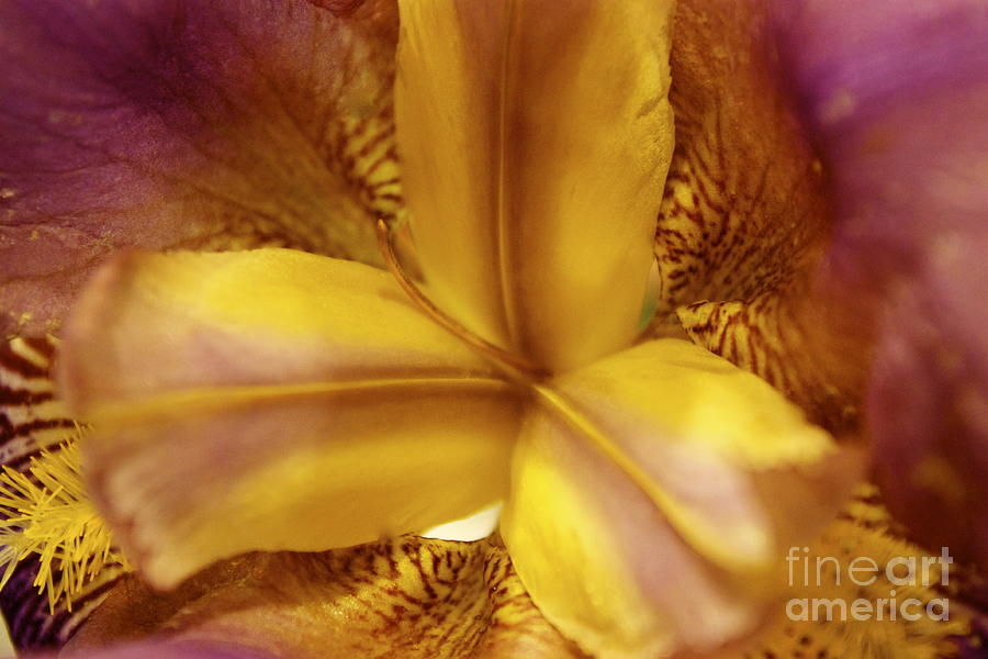 Iris Photograph - Iris Kaleidoscope I by Terri Thompson