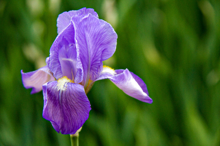 Iris Photograph - Iris by Lana Trussell