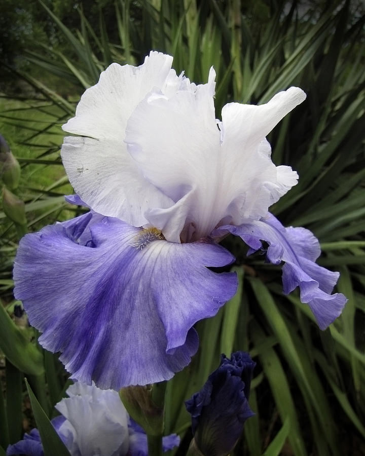 Iris Lavender and White floral photograph Photograph by Ann Powell