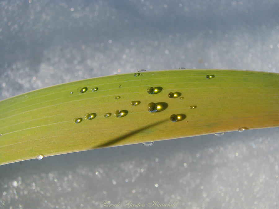 Iris Leaf Adorned - Nature Photography - Iris Leaf with Droplets in Snow Photograph by Brooks Garten Hauschild