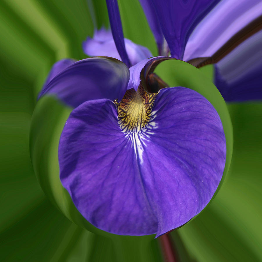 Iris Leaf Photograph by Jim Baker
