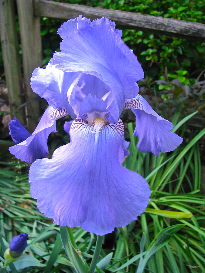 Iris Photograph by Linda Williams