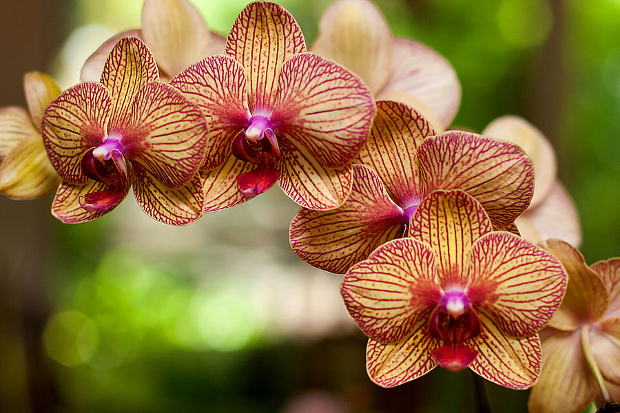 Orchid Photograph by Lisa Chorny
