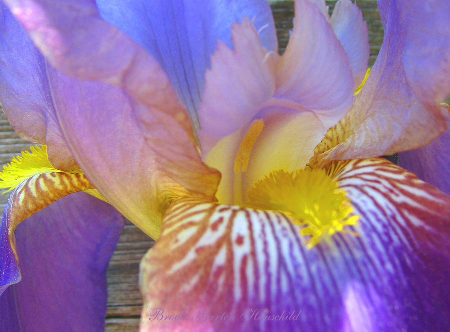 Iris Lullaby - Photography - Floral -  Beautiful Flowers Photograph by Brooks Garten Hauschild