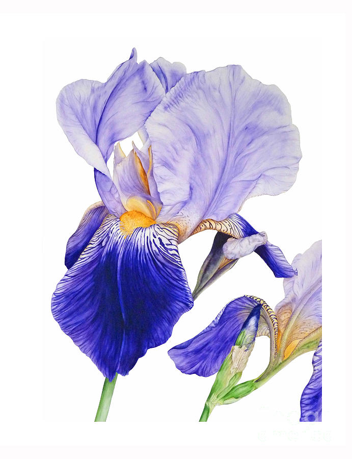 Iris Painting by Marie Burke - Fine Art America