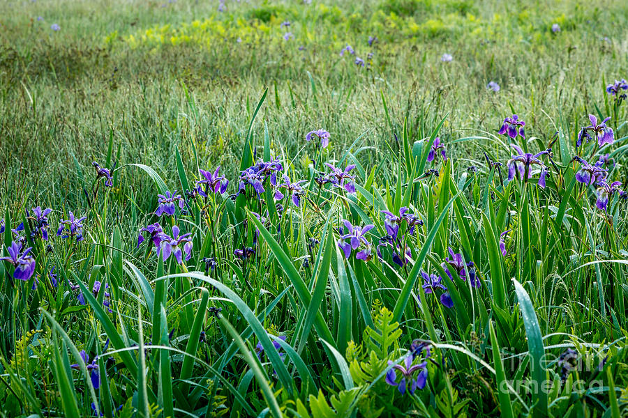 Iris Meadow 1 Photograph by Susan Cole Kelly