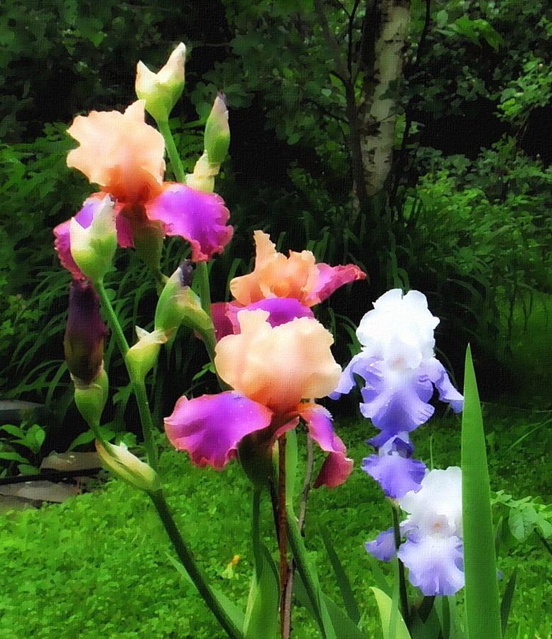 Flower Painting - Iris Medley by Linda Seifried
