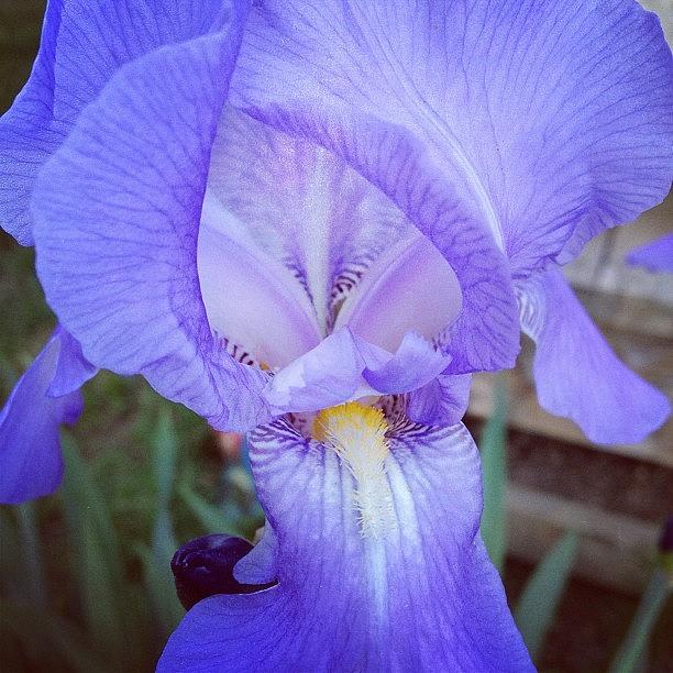 Iris Photograph - #iris by Melissa Lutes