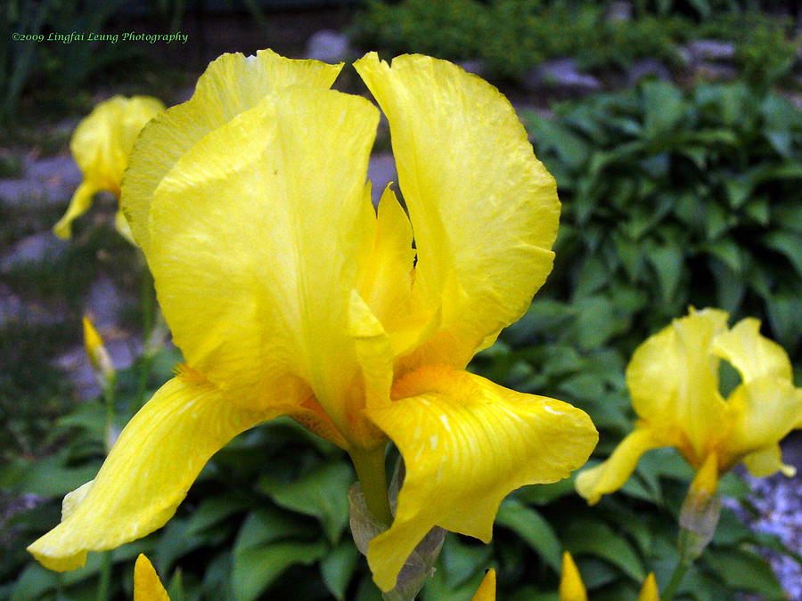 Iris named DeLoris Photograph by Lingfai Leung