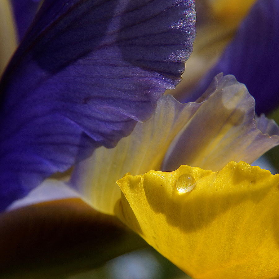 Iris Photograph by Nigel Watts