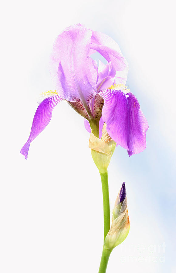 Iris Photograph - Iris on a Sunny Day by Steve Augustin