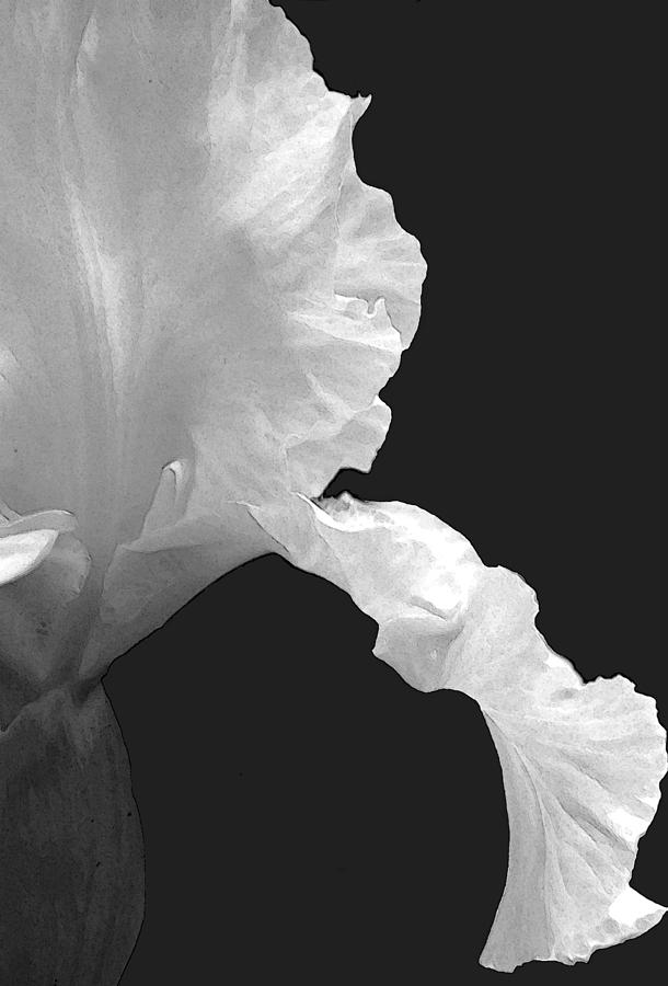Iris Outline Photograph by Mary Bedy