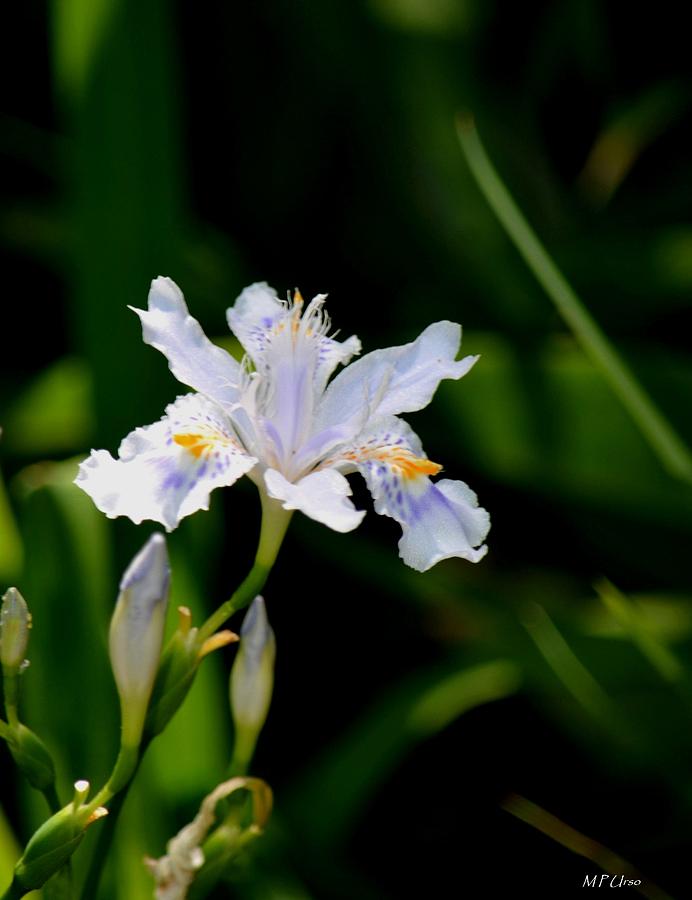 Iris Pacifica 2 Photograph by Maria Urso