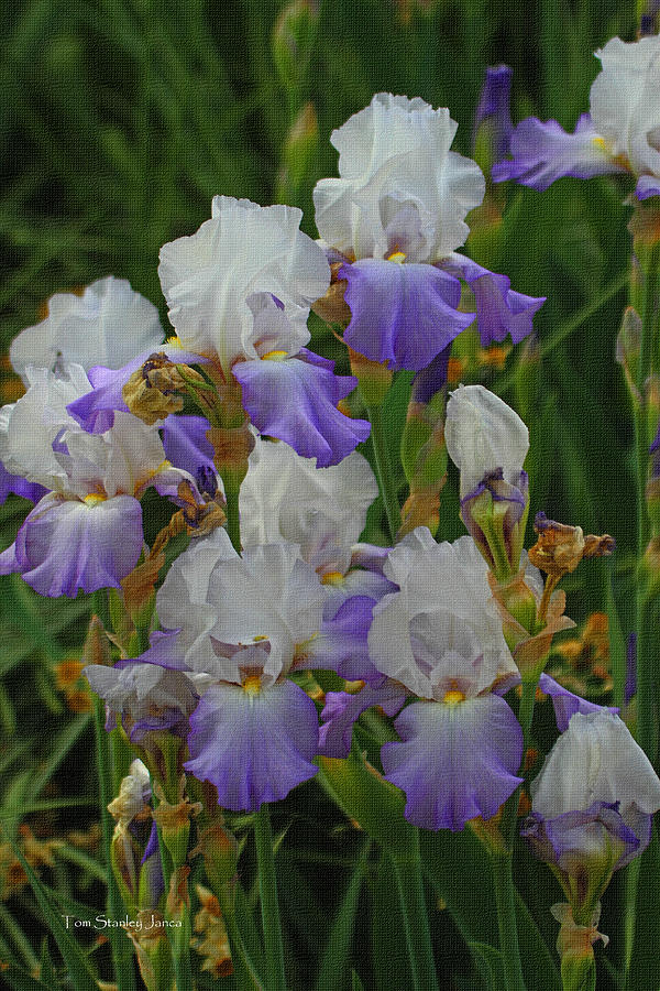 Iris Patch At The Arboretum Photograph by Tom Janca