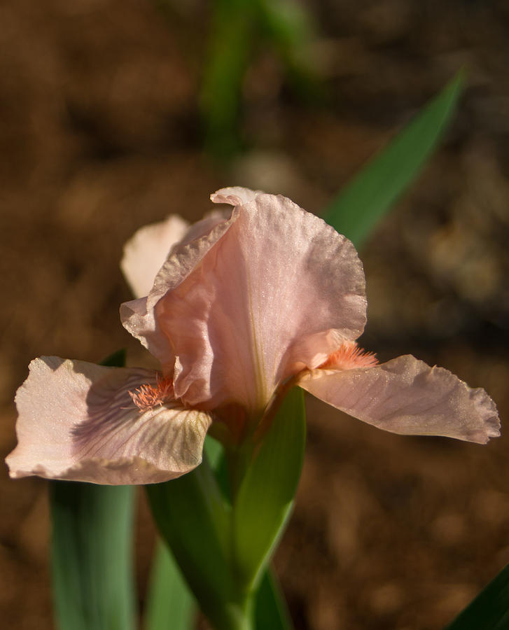 Iris Peach Rose 1 Photograph by Douglas Barnett