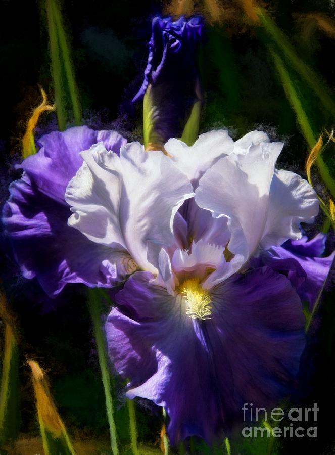 Iris Photograph by Peggy Hughes