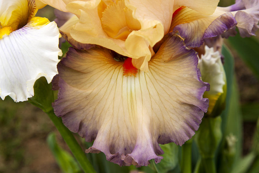 Iris Petals Photograph by Christopher McPhail - Fine Art America