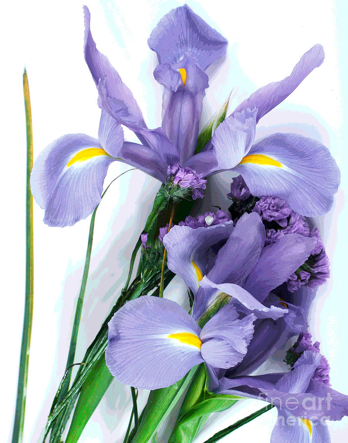 Iris -- Pretty In Purple-2 Photograph by Larry Oskin