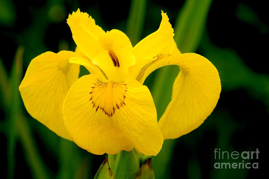 Flower Photograph - Iris Pseudacorus by John Wright