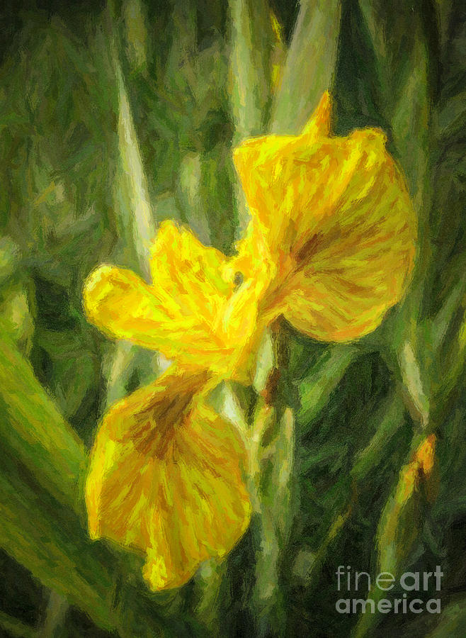 Iris pseudacorus Yellow Flag Iris Digital Art by Liz Leyden