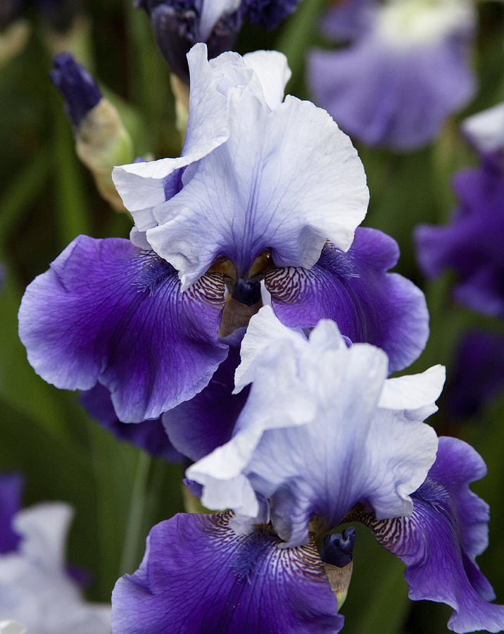 Iris Purple and White Fine Art Floral Photography Print As A Gift Photograph by Jerry Cowart