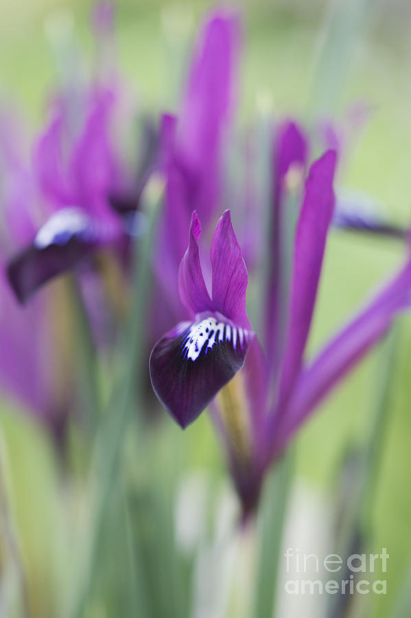 Iris Purple Gem Photograph by Tim Gainey