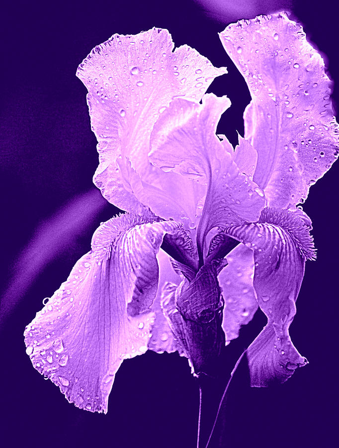 Iris Purple Photograph by Joan Han