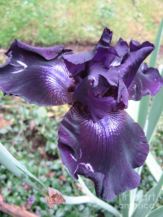 Iris Purple Photograph by Mars Besso