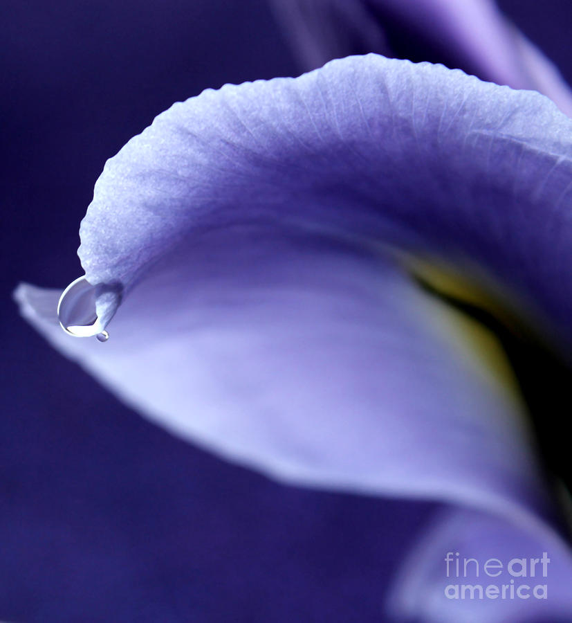 Iris Photograph - Iris Rain by Krissy Katsimbras