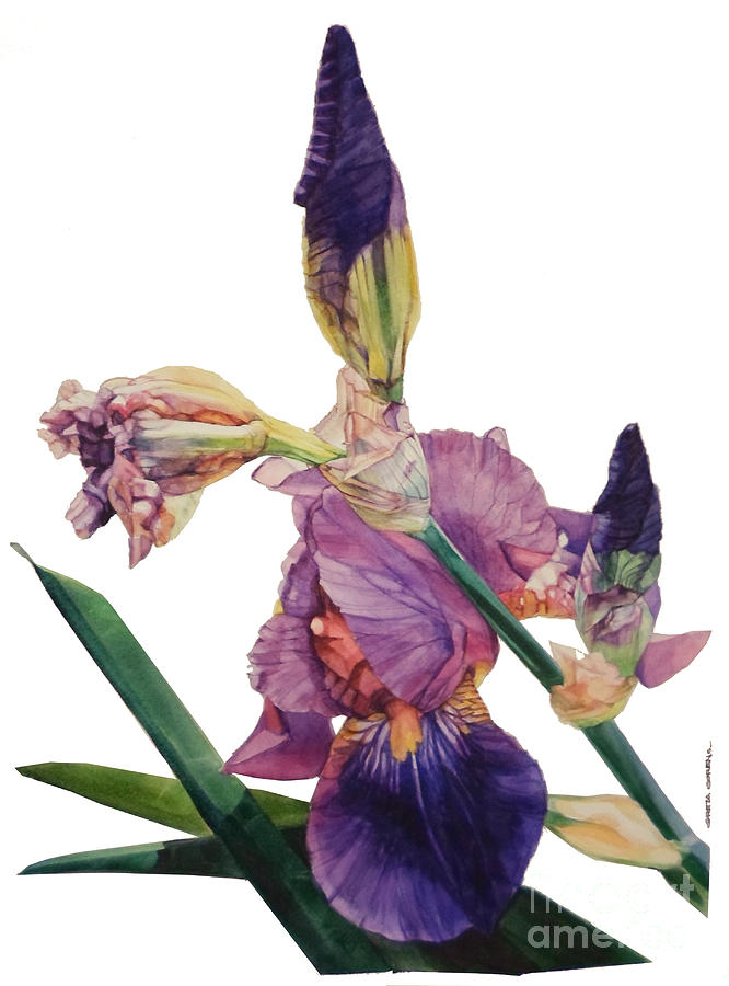 Iris Painting - Watercolor of a Tall Bearded Iris in a Color Rhapsody by Greta Corens