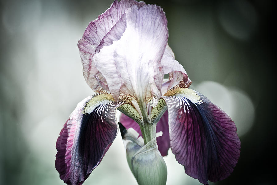 Iris Photograph by Ronda Broatch