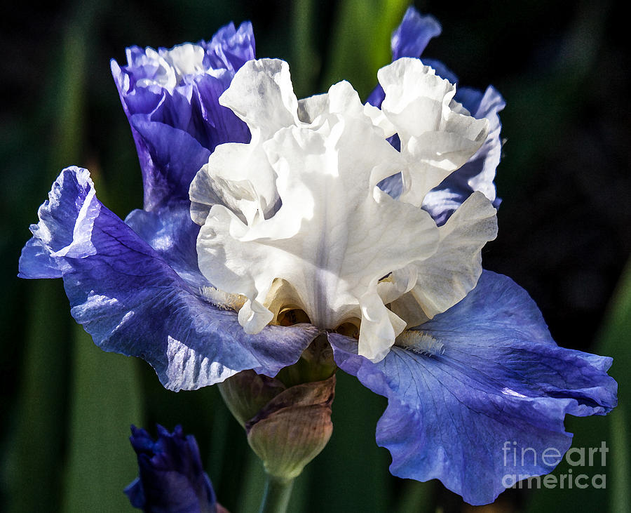 Flower Photograph - Stairway To Heaven Iris by Roselynne Broussard