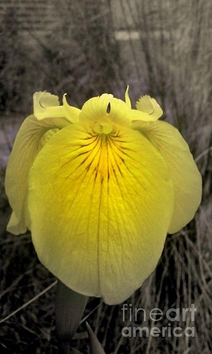 Yellow Iris Photograph - Iris Royale by Michael Hoard