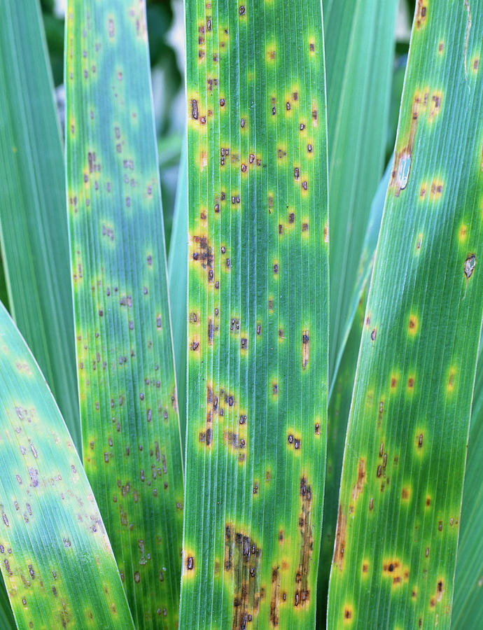 Iris Rust Photograph By Geoff Kidd Science Photo Library - Fine Art America