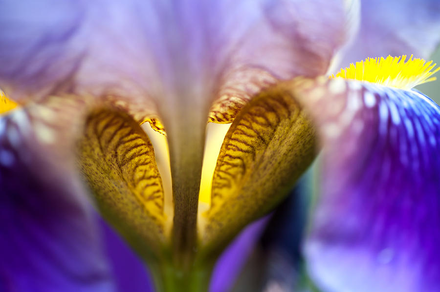 Iris Secret Life. Macro Photograph by Jenny Rainbow