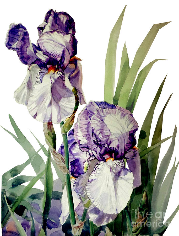 Iris Painting - Watercolor of a Tall Bearded Iris in Violet and White by Greta Corens