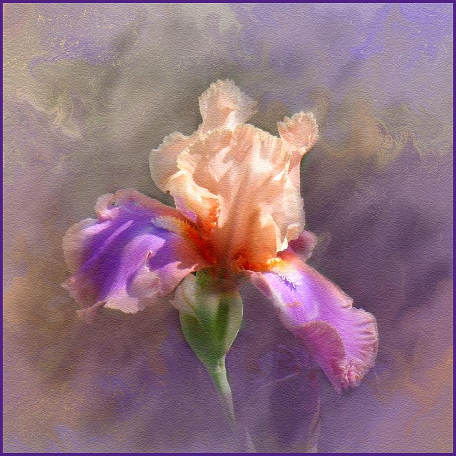 Iris Sentimental Rose Painting by Linda Seifried | Fine Art America