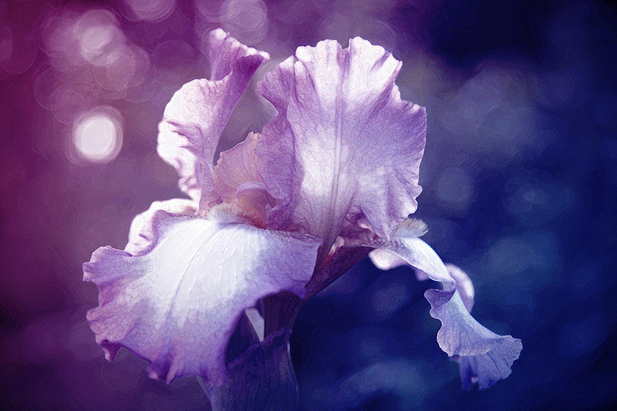 Iris shades of purple Photograph by Toni Hopper