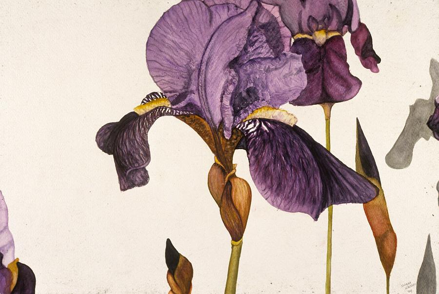 Iris Painting - Iris by Shara Wright