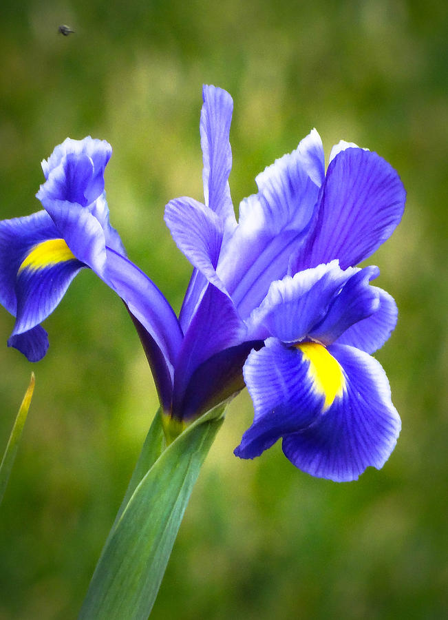 Iris Photograph by Stacy Michelle Smith