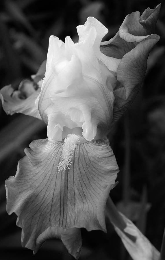 Iris Study 1 Photograph by Bruce Bley | Fine Art America