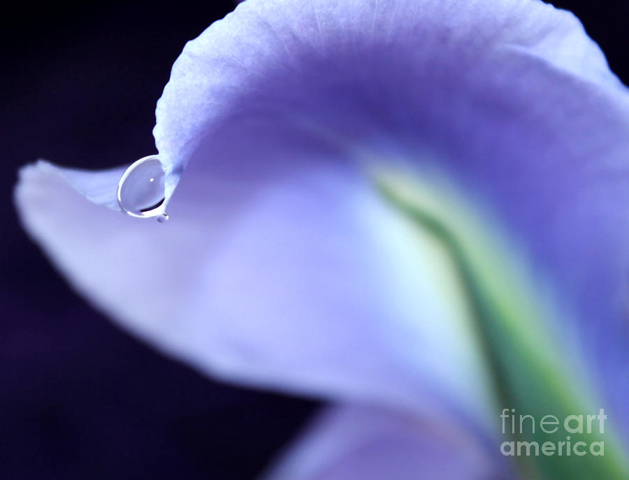 Iris Tear Of Joy Photograph by Krissy Katsimbras