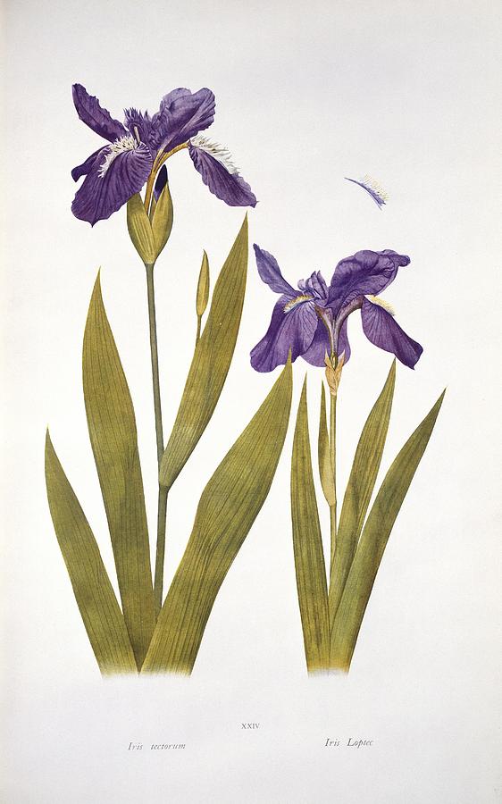 Iris tectorum and 'Loptec' (1913) Photograph by Science Photo Library ...